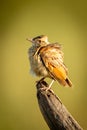 Red-winged lark on dead branch with catchlight