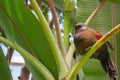 Red-winged laughingthrush bird Royalty Free Stock Photo