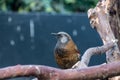 Red-winged laughingthrush perching on the branch. Royalty Free Stock Photo
