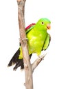 Red-Winged Parrot (Aprosmictus erythropterus) in front. isolated