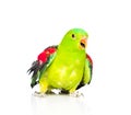 Red-Winged Parrot (Aprosmictus erythropterus) in front . isolated