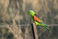 Red winged parrot male sitting on fence Royalty Free Stock Photo