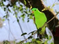 Red-winged parrot