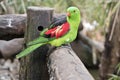 The red winged parrot is on a fence Royalty Free Stock Photo