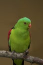 Red winged parrot