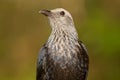 Red-winged starling