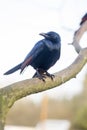 Red winged starling