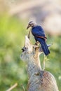 Red-winged Starling in Kruger National park, South Africa