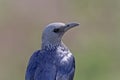 The red-winged starling Onychognathus morio female