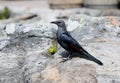 A red-winged starling Onychognathus morio female