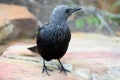 A red-winged starling Onychognathus morio female