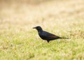 Red-winged starling, Onychognathus morio, Kenya, Africa