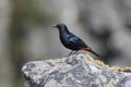 The red-winged starling Onychognathus morio male