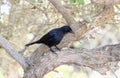 A Red-winged Starling, Onychognathus morio, perched in a tree in South Africa