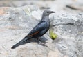 The red-winged starling Onychognathus morio