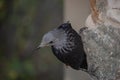 A Red-winged Starling Onychognathus morio