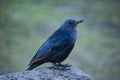 A Red-winged Starling Onychognathus morio