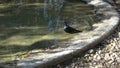 Red-winged starling, Onychognathus morio, at a small pool to drink and wash themselves