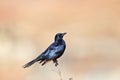 Red-winged starling, South Africa