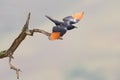 Red-winged starling take off from a dry branch