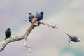 Red-winged starling take off from a dry branch