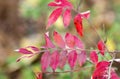 Red Winged Sumac leaves in Autumn
