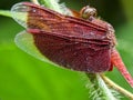 Beautiful red wings dragonfly.