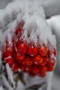 Red Winter Berries Royalty Free Stock Photo