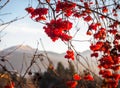 Red winter berries Royalty Free Stock Photo