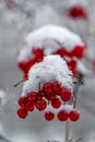 Red Winter Berries Royalty Free Stock Photo