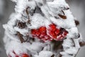 Red Winter Berries Royalty Free Stock Photo