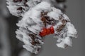 Red Winter Berries Royalty Free Stock Photo