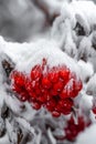 Red Winter Berries Royalty Free Stock Photo
