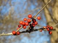 Red winter berries on a twig, Possumhaw Royalty Free Stock Photo