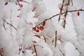 Red winter fruits under the snow Royalty Free Stock Photo
