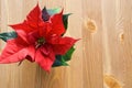 A red winter rose on wood