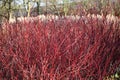 Red winter stems of the Cornus alba Elegantissima.