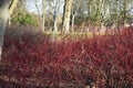 Red winter stems of the Cornus alba Elegantissima.