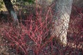 Red winter stems of the Cornus alba Elegantissima.
