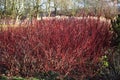 Red winter stems of the Cornus alba Elegantissima.