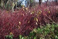 Red winter stems of Siberian dogwood. Royalty Free Stock Photo