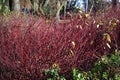 Red winter stems of Siberian dogwood. Royalty Free Stock Photo