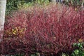 Red winter stems of Siberian dogwood.