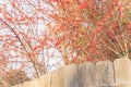 Abundance of winterberry Ilex Decidua fruits near backyard fence in Dallas, Texas