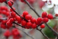 Red Winterberry Holly `Maryland Beauty` tree