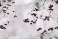 Red winterberry and snow Royalty Free Stock Photo