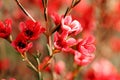 Elegant ornamental flower -Red wintersweet.