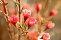 Ornamental flower - red wintersweet.