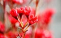 Ornamental flower - red wintersweet.