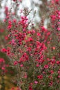 Red Wiri Donna flowers blooming in spring in Auckland Botanic Gardens